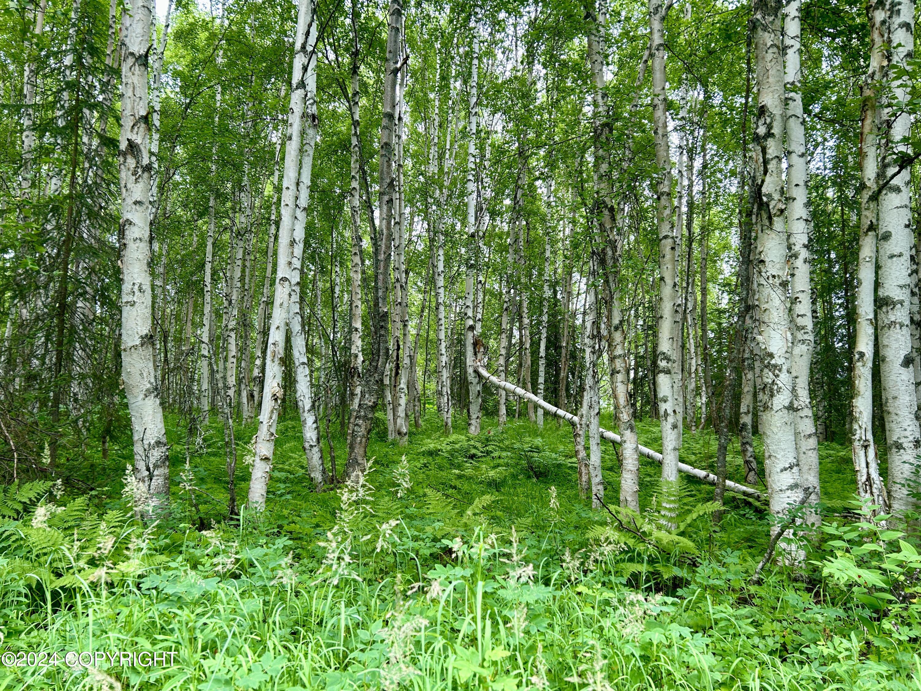 C002 W Willow Fishook Road, Willow, Alaska image 13