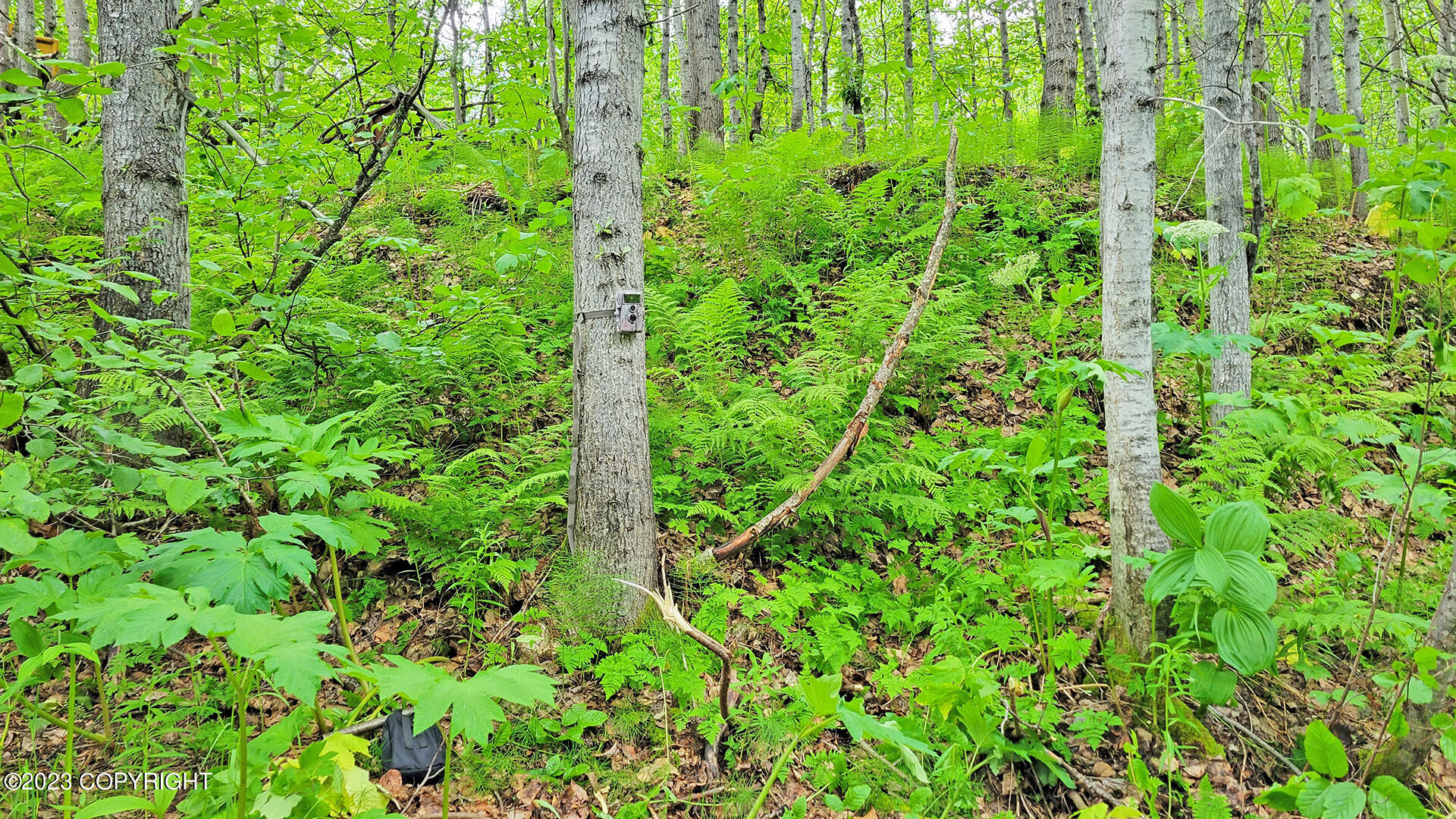 000 Mcwilliams - Gold Creek Trail, Talkeetna, Alaska image 39