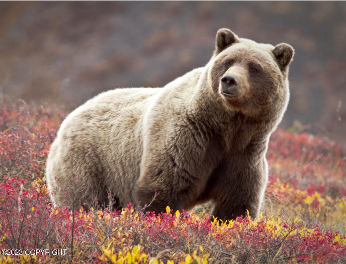 000 Mcwilliams - Gold Creek Trail, Talkeetna, Alaska image 19