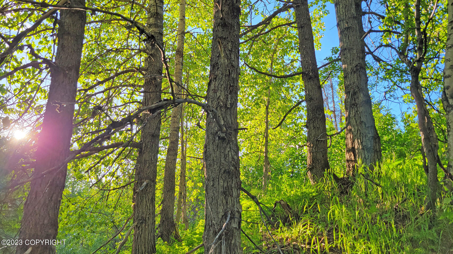 000 Mcwilliams - Gold Creek Trail, Talkeetna, Alaska image 40