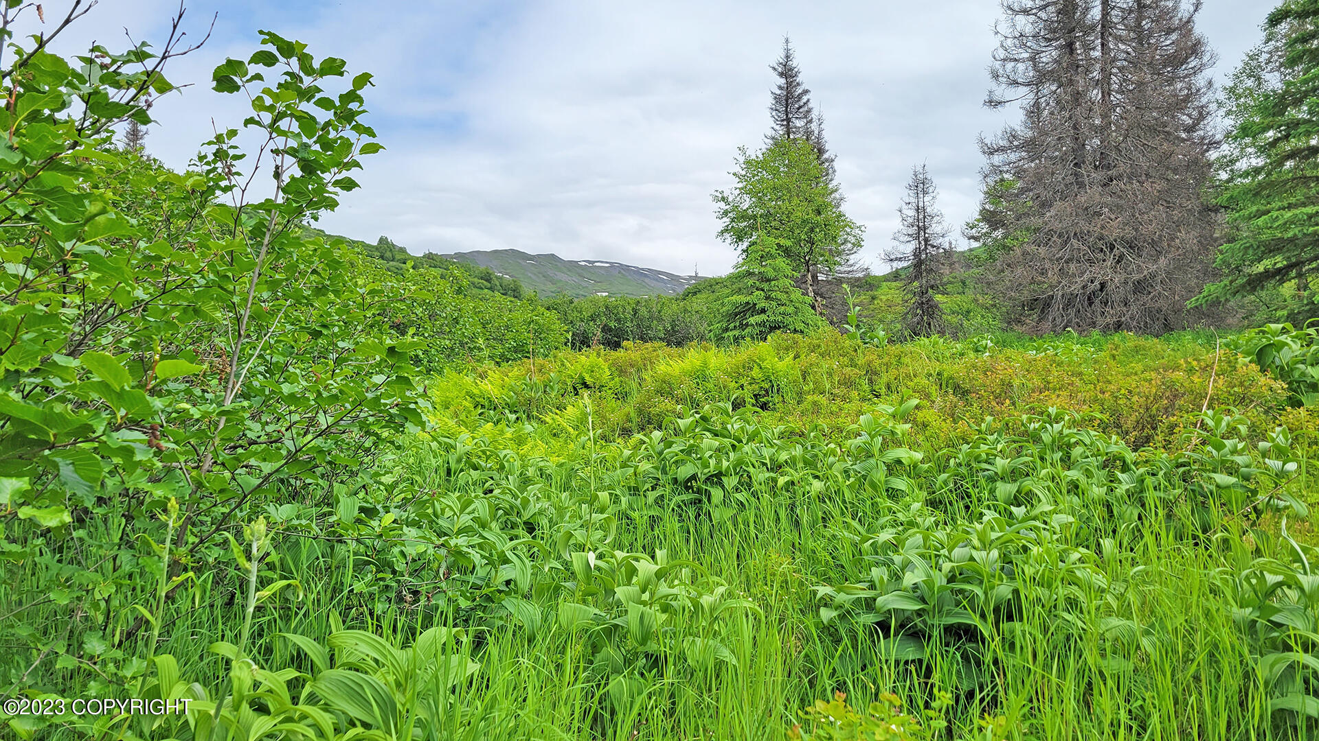 000 Mcwilliams - Gold Creek Trail, Talkeetna, Alaska image 48