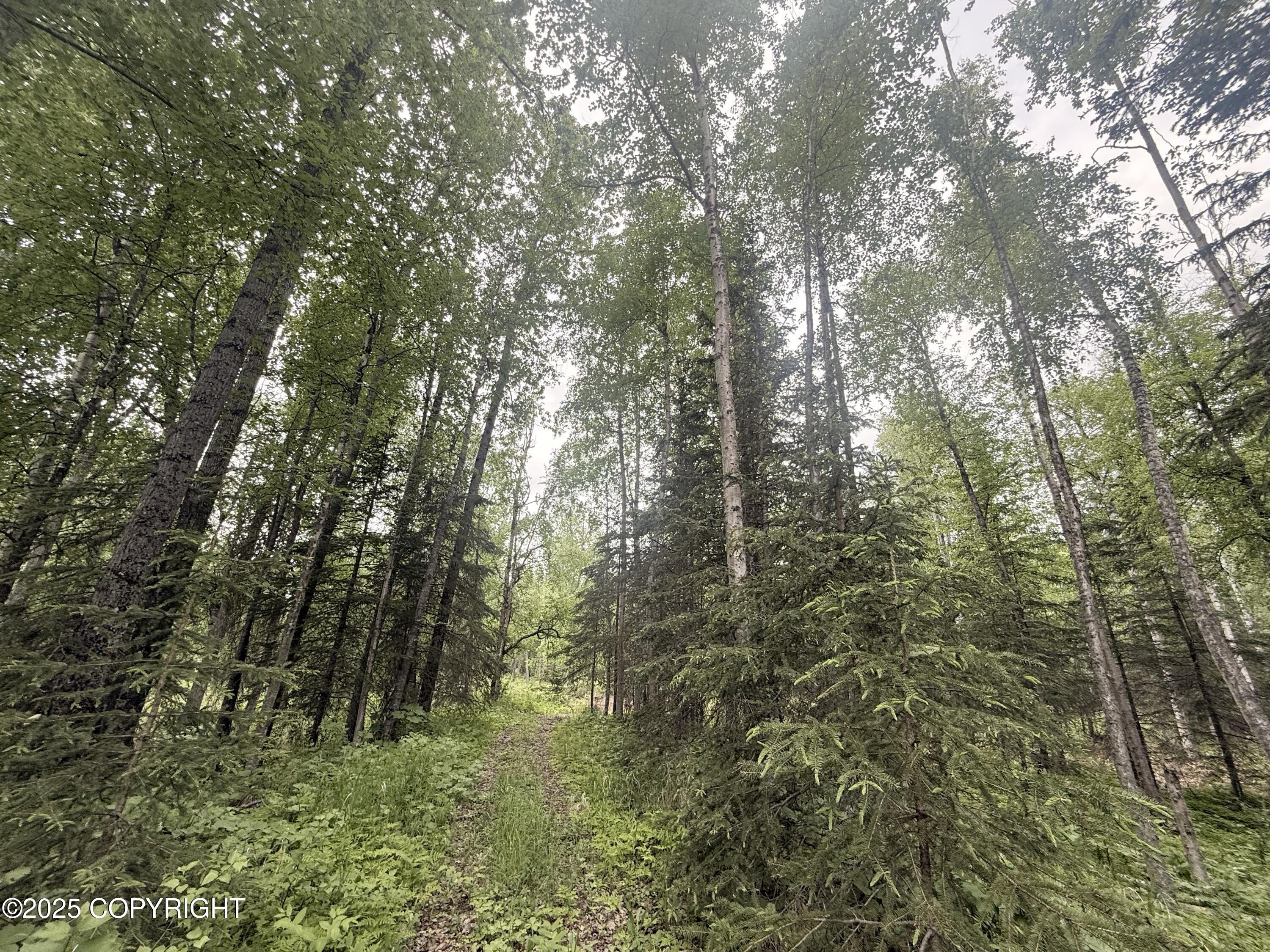 A017 S Blarney Circle, Wasilla, Alaska image 6