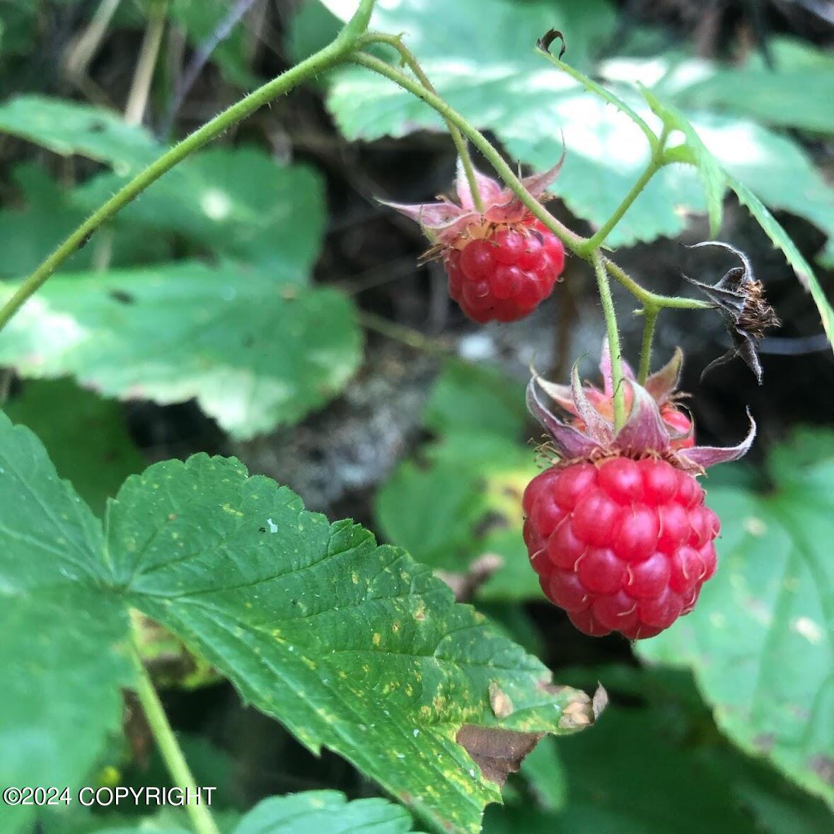 D006 E Walsted Drive, Talkeetna, Alaska image 11