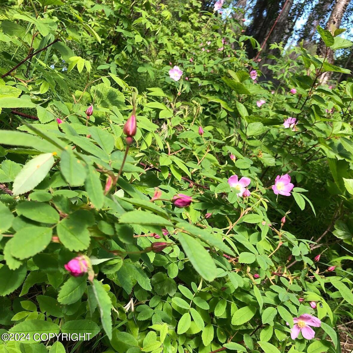 D006 E Walsted Drive, Talkeetna, Alaska image 13