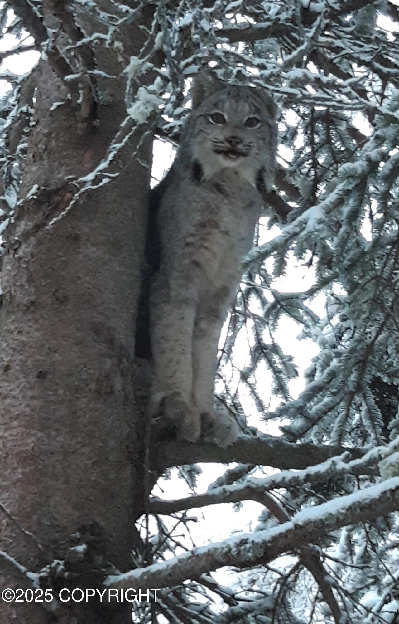 Eagle River, Alaska 99577, United States, 2 Bedrooms Bedrooms, ,1 BathroomBathrooms,Residential,Pending,186933