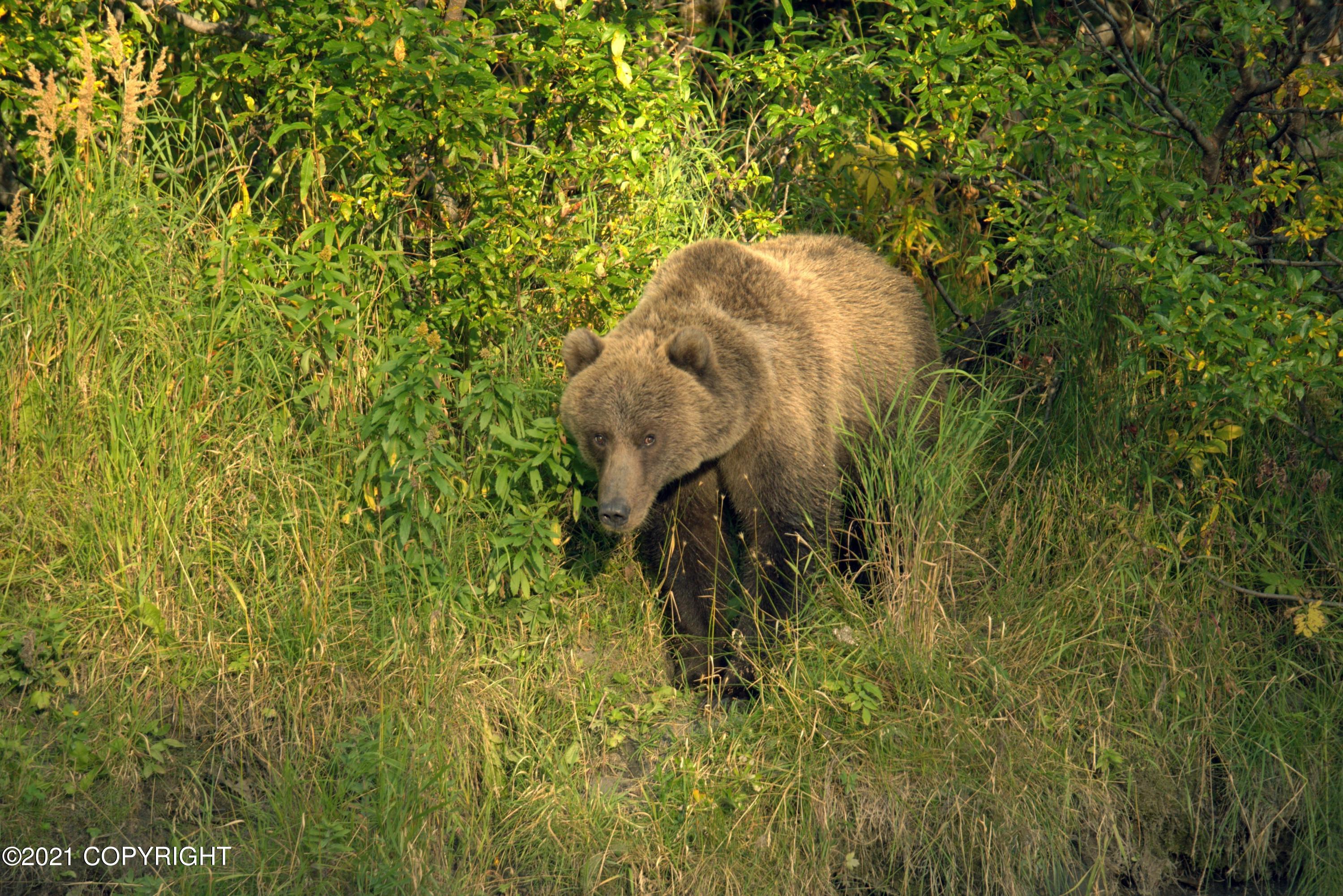 5976 Cliff Point Rd, Kodiak, Alaska image 30