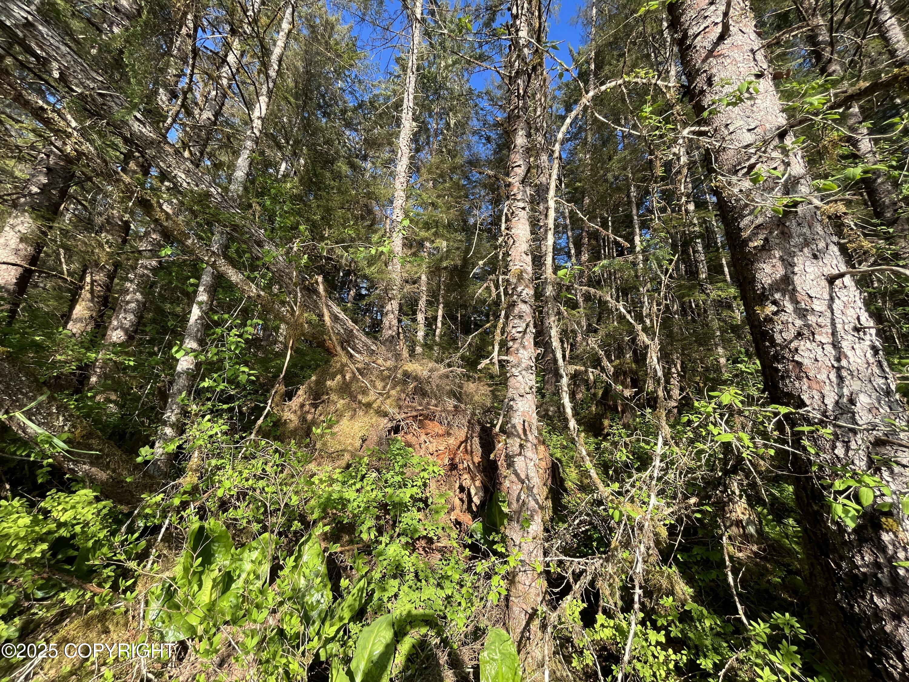 52 N Blueberry Lane St, Petersburg, Alaska image 7