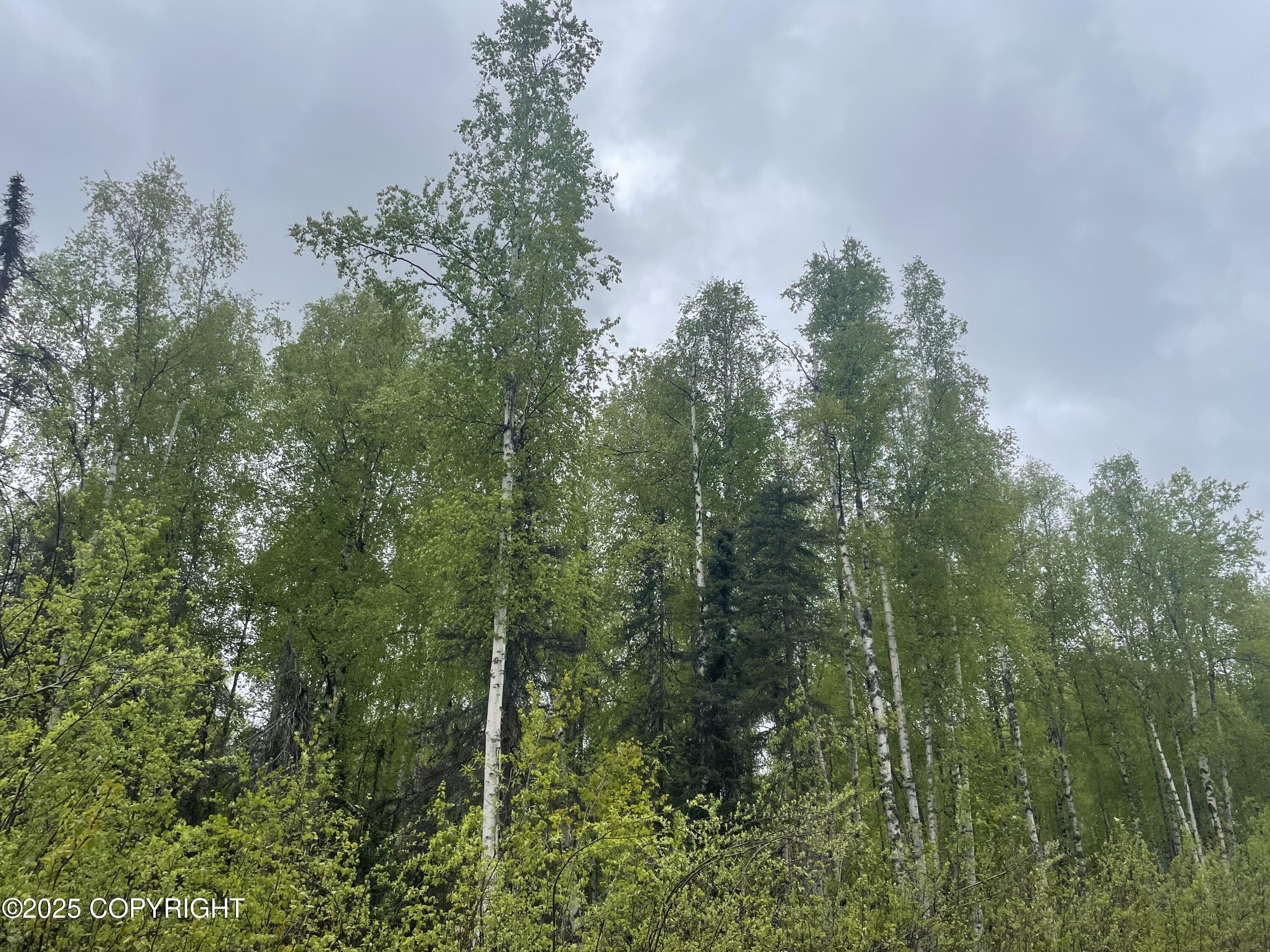 14968 Gyrfalcon Drive, Willow, Alaska image 3