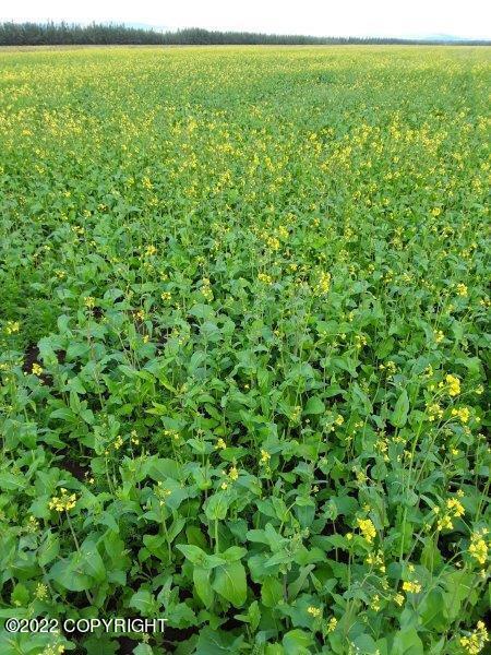 Mile 7 Rapeseed Way, Delta Junction, Alaska image 8