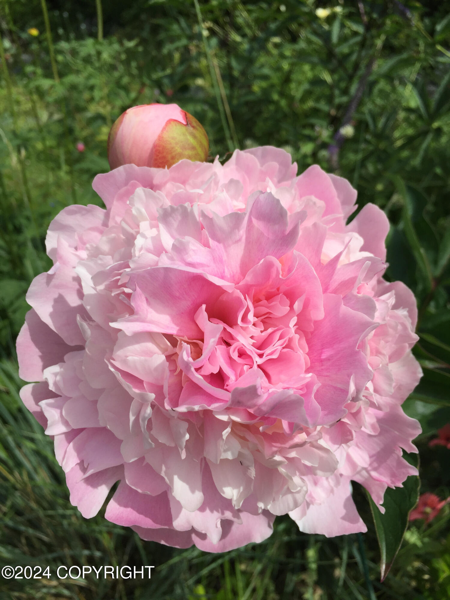 Anchorage, Alaska 99516, United States, 4 Bedrooms Bedrooms, ,3 BathroomsBathrooms,Residential,Pending,32663