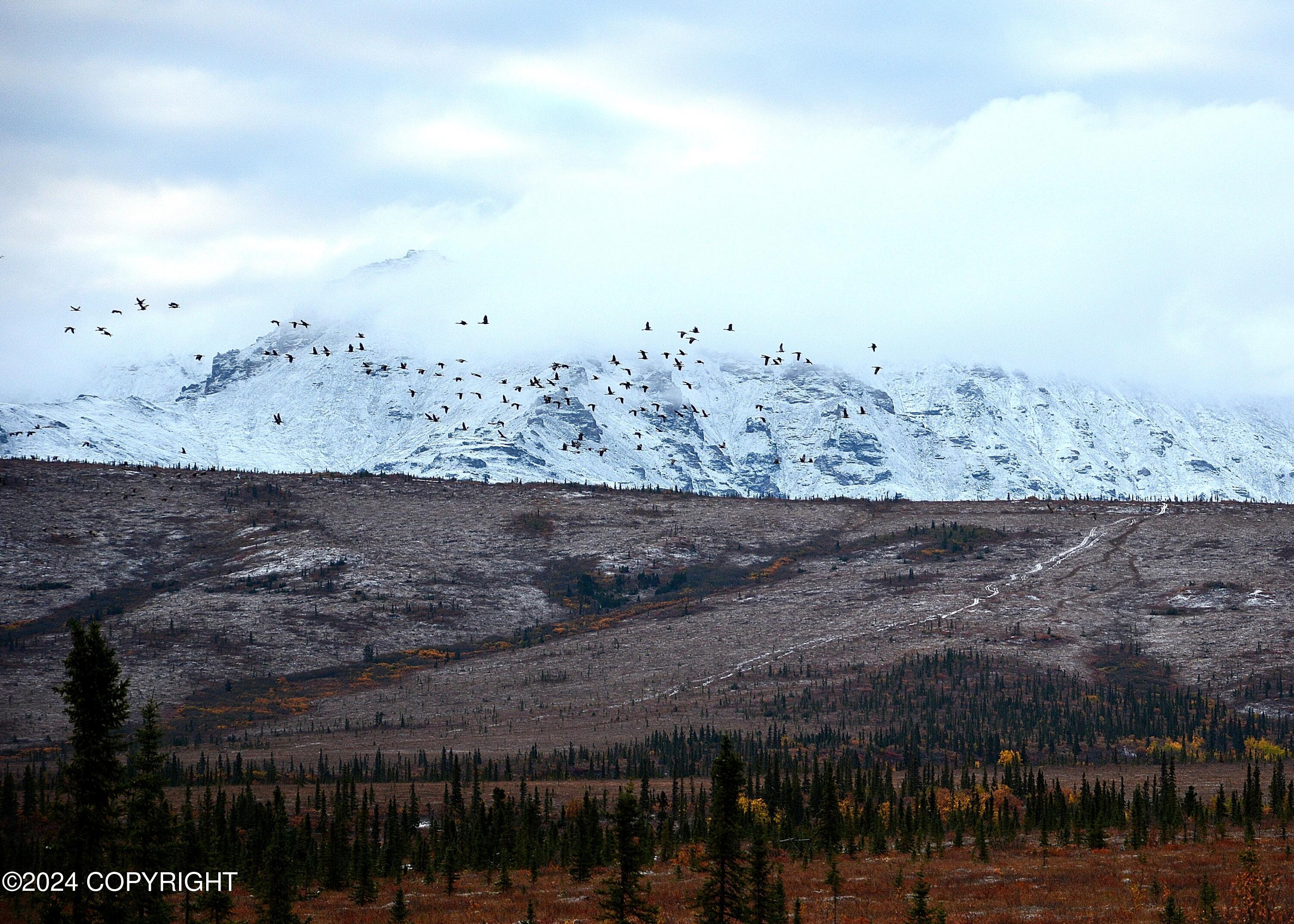 Mile 4 Stampede Road