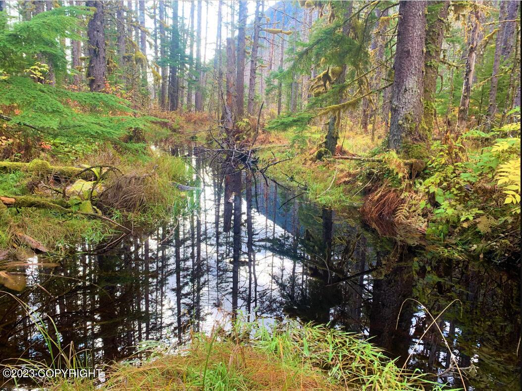 Nhn SW Ferebee River Avenue, Haines, Alaska image 10