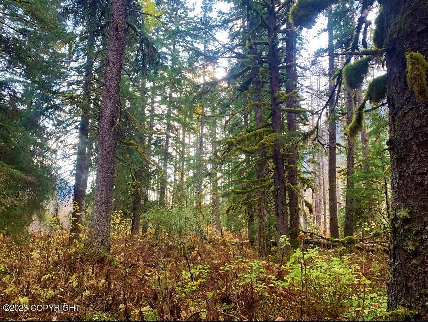 Nhn SW Ferebee River Avenue, Haines, Alaska image 8