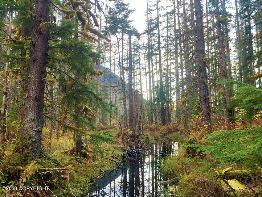 Nhn SW Ferebee River Avenue, Haines, Alaska image 15