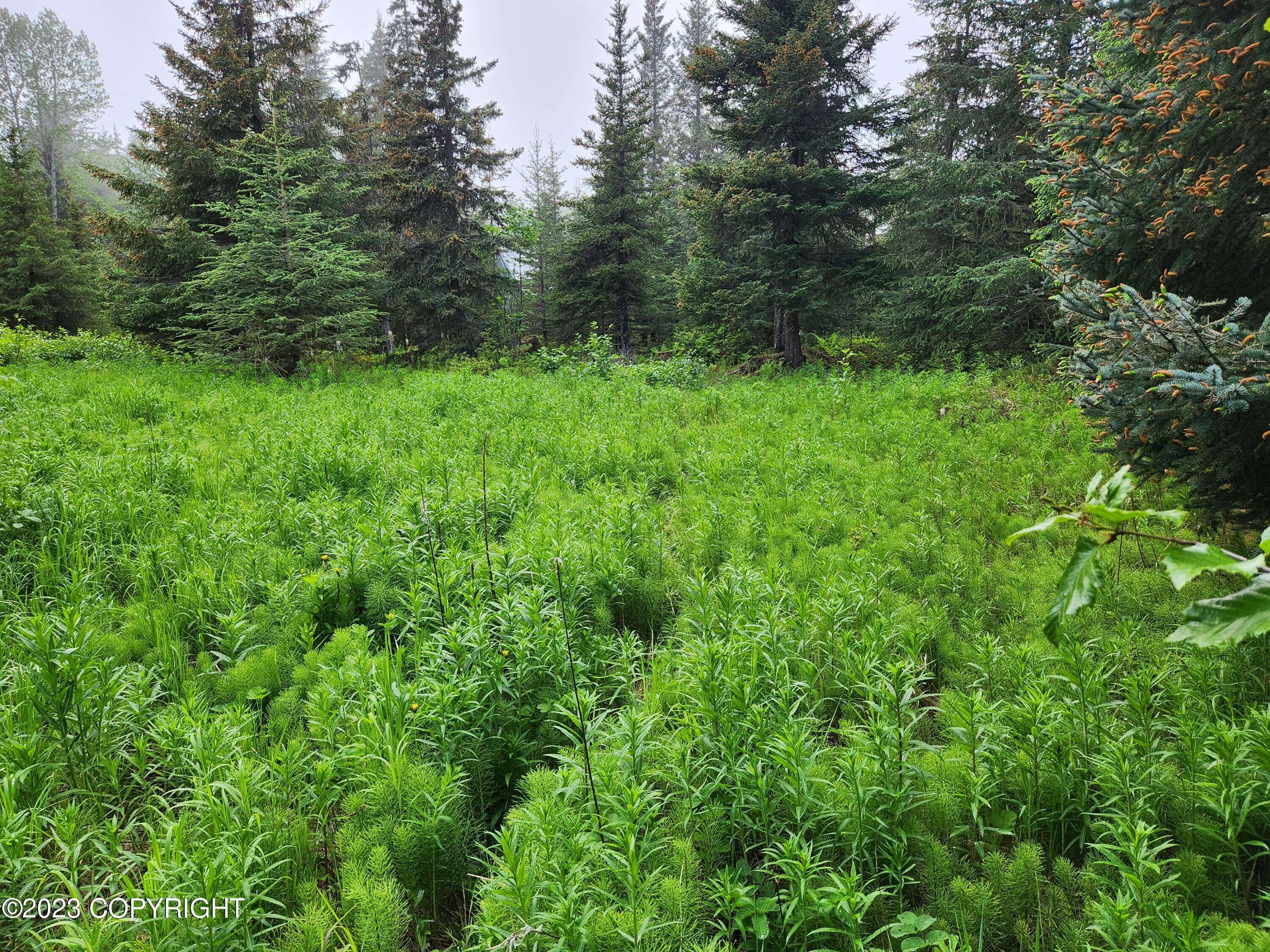 35765 Erin Way, Anchor Point, Alaska image 2