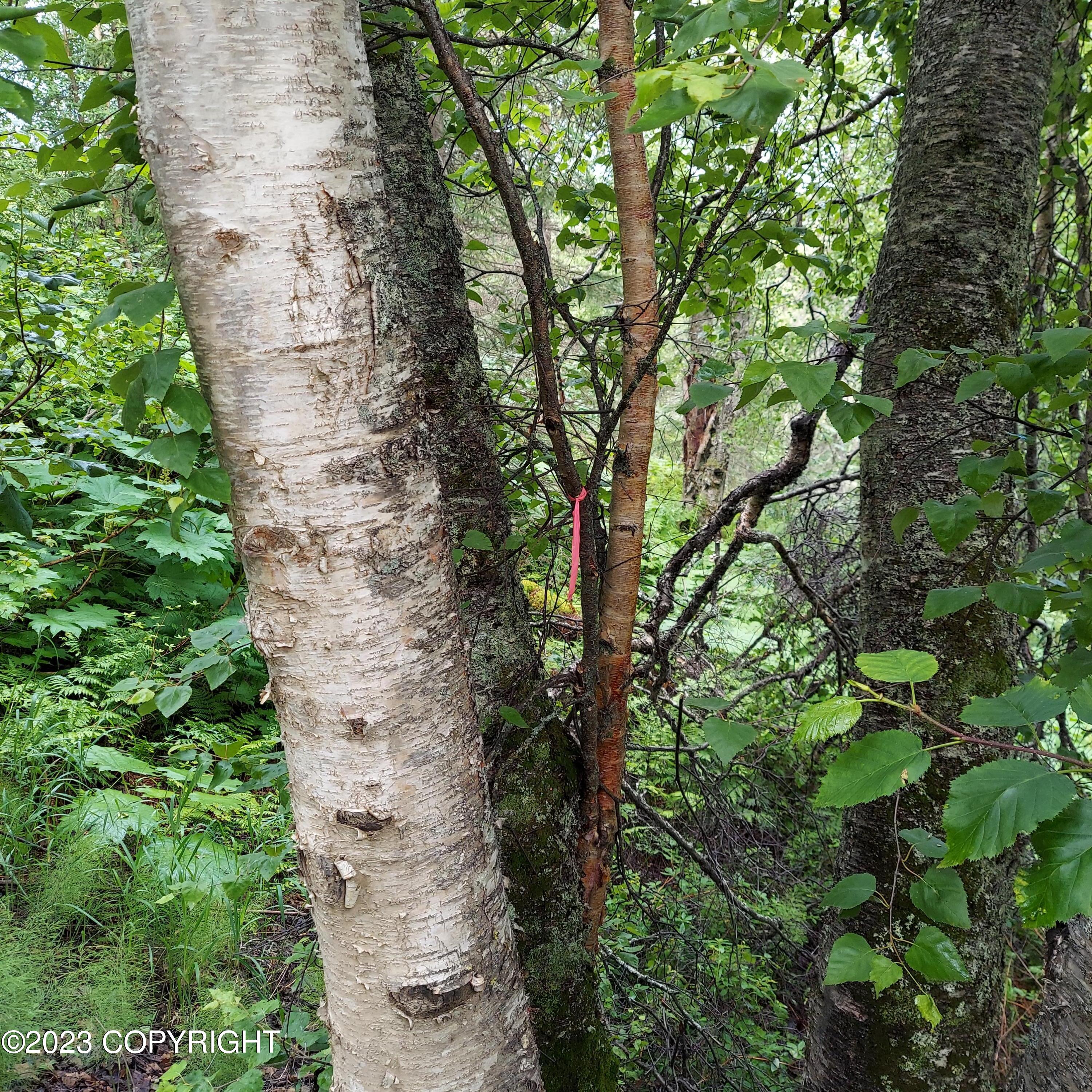20499 E Rampart Loop, Talkeetna, Alaska image 6