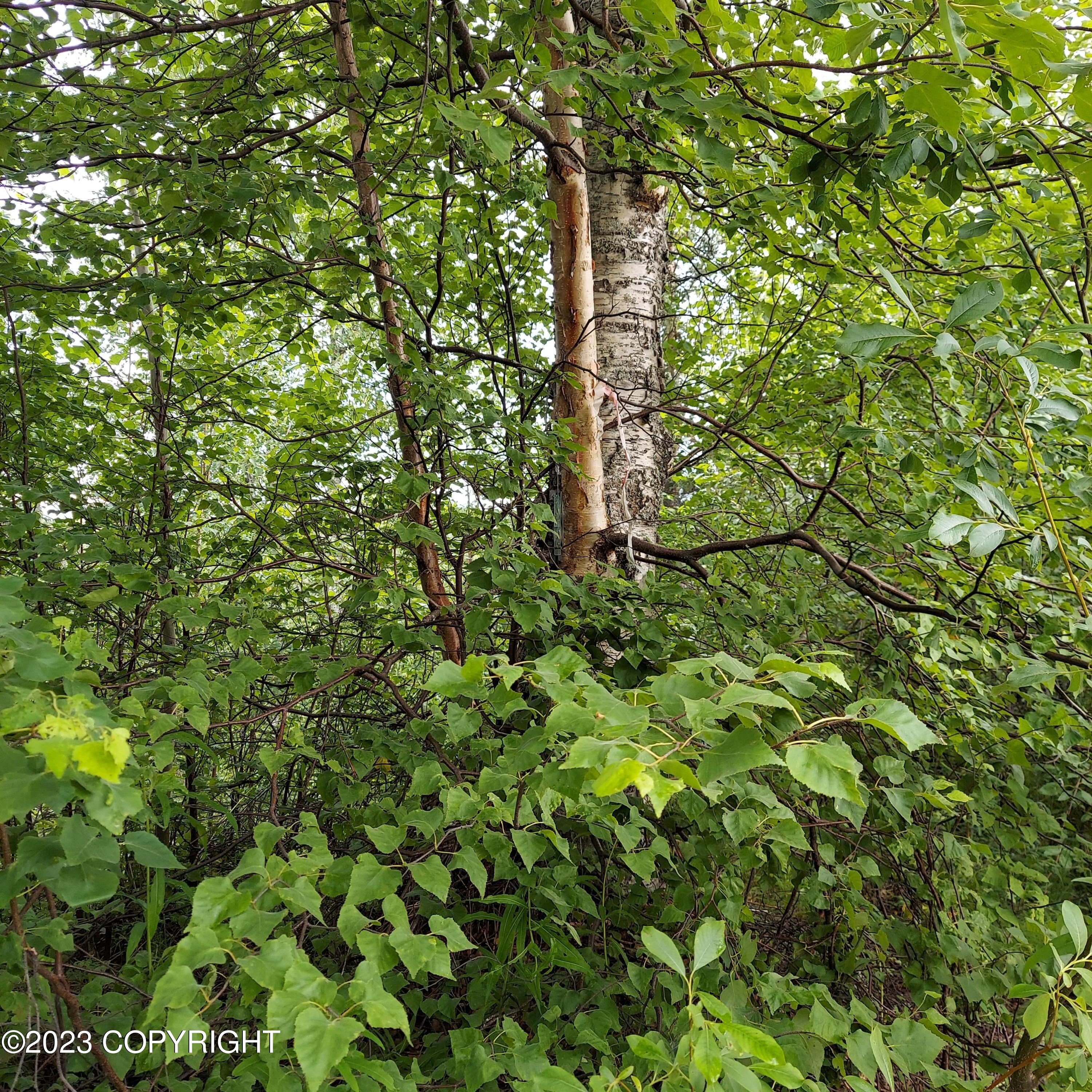 20499 E Rampart Loop, Talkeetna, Alaska image 5