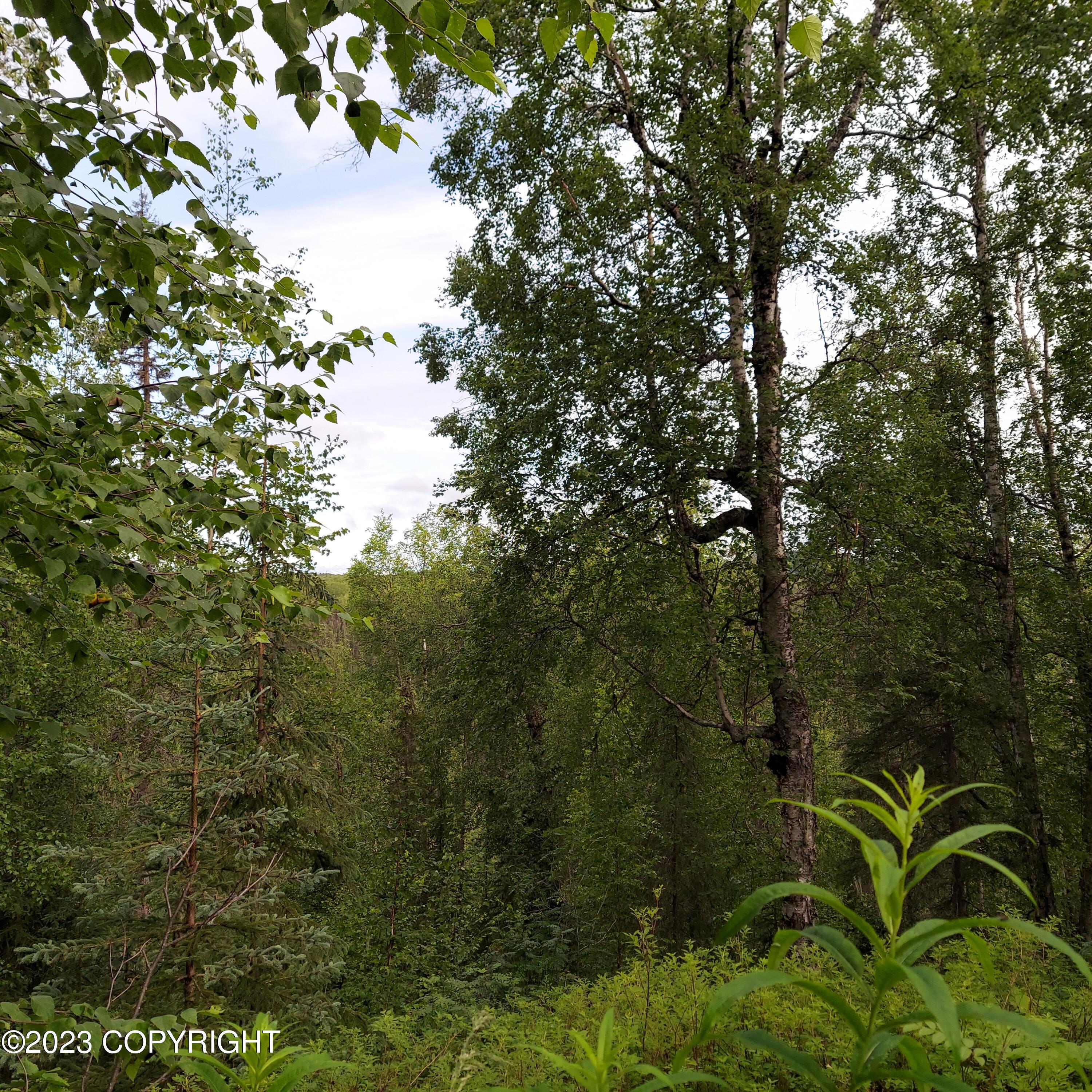 20499 E Rampart Loop, Talkeetna, Alaska image 4