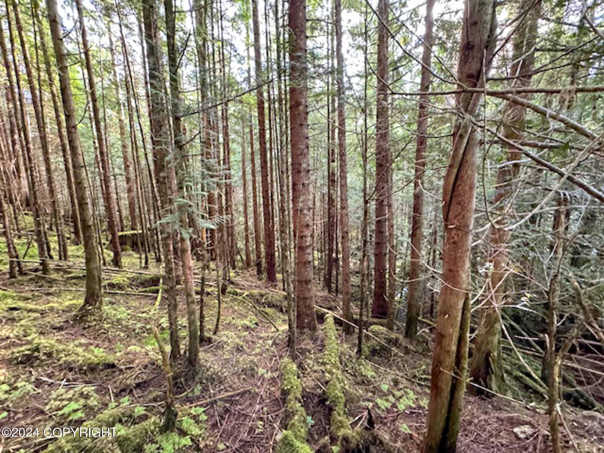 L14B1 North Road, Thorne Bay, Alaska image 6