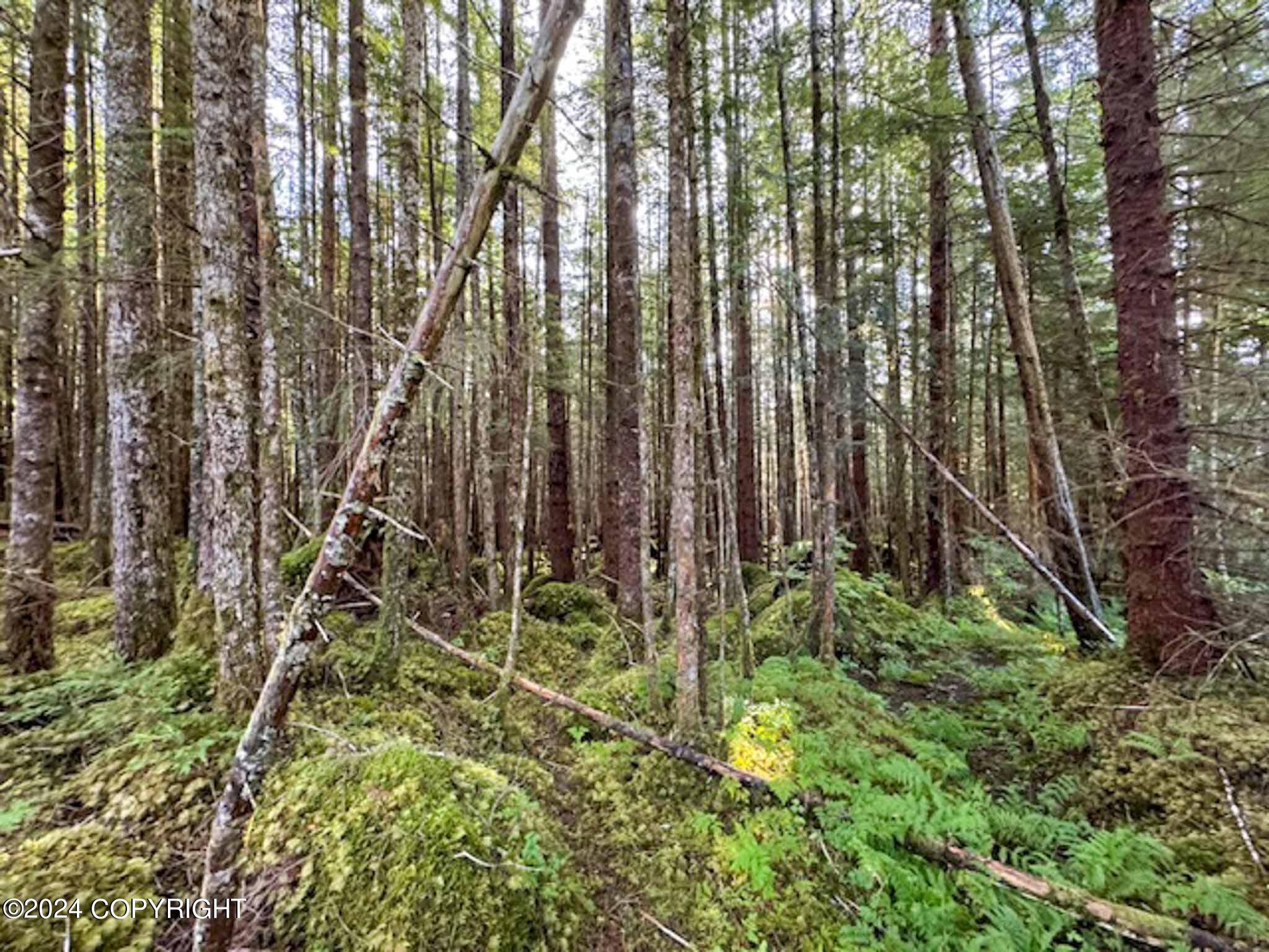 L14B1 North Road, Thorne Bay, Alaska image 4