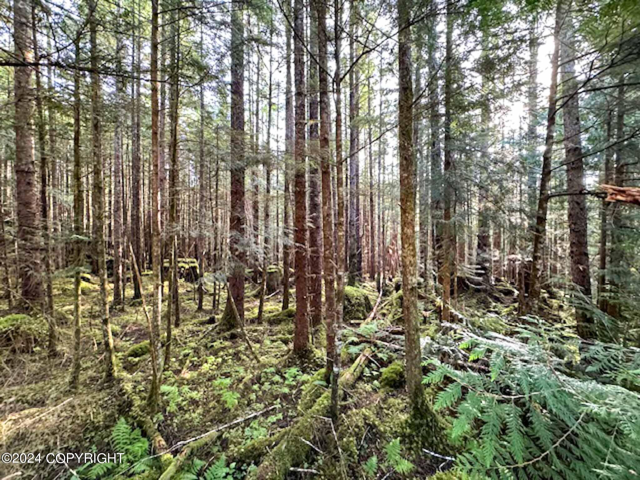 L14B1 North Road, Thorne Bay, Alaska image 5