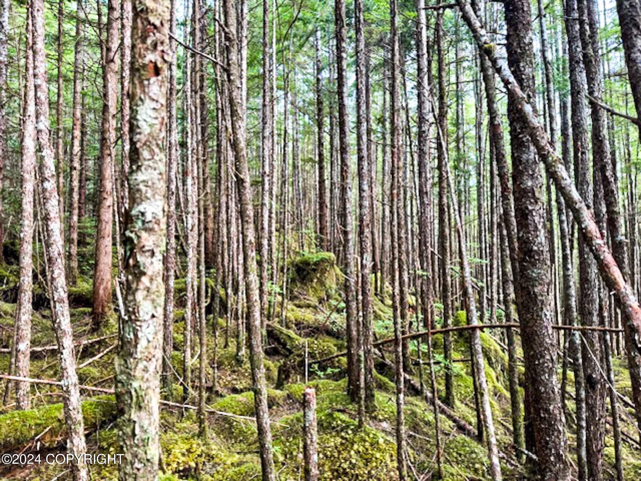 L14B1 North Road, Thorne Bay, Alaska image 8