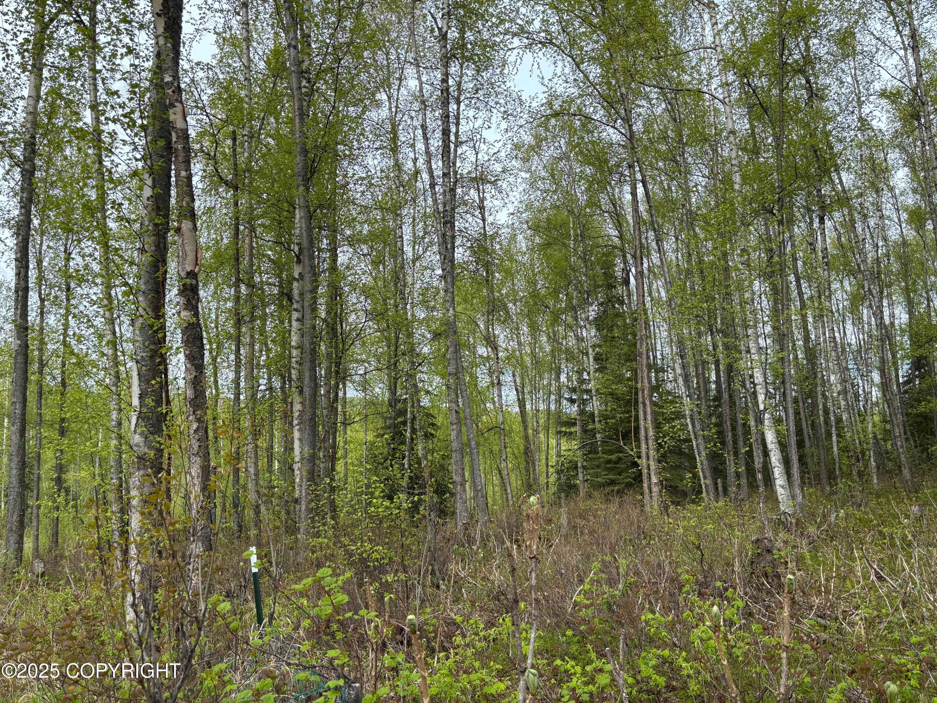 4658 S Burma Road, Big Lake, Alaska image 49