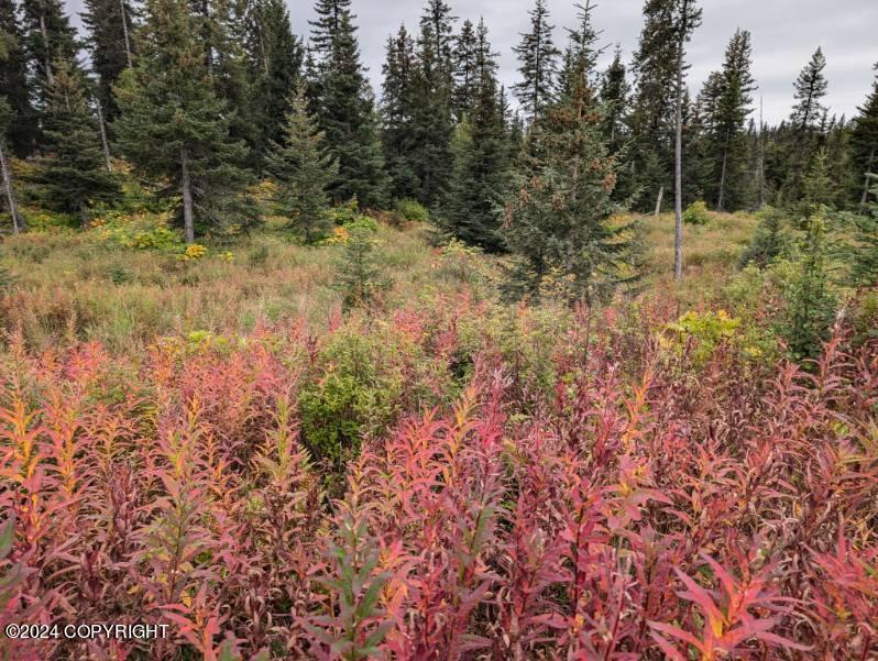L2B4 Old Sterling Highway, Anchor Point, Alaska image 18
