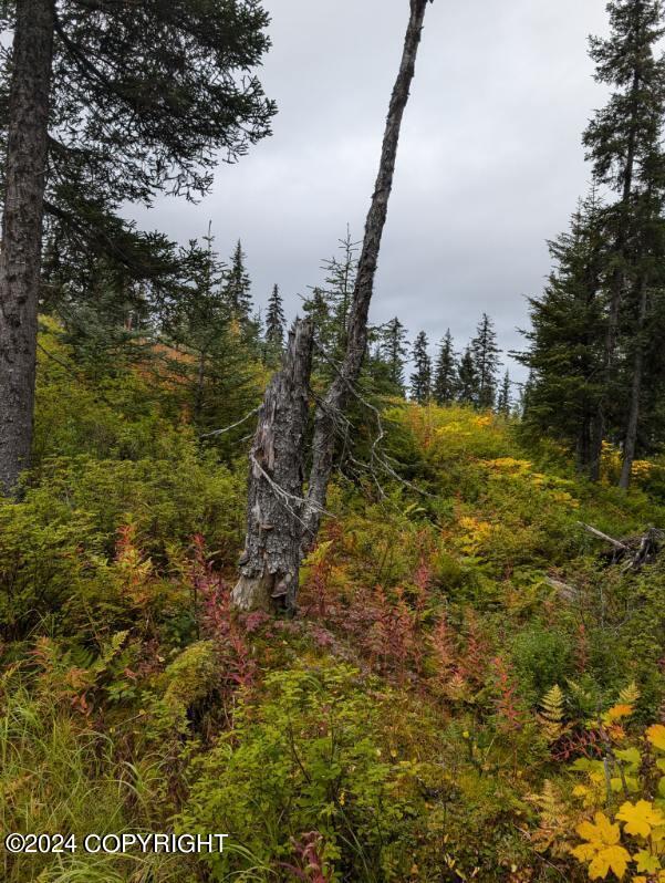 L2B4 Old Sterling Highway, Anchor Point, Alaska image 8