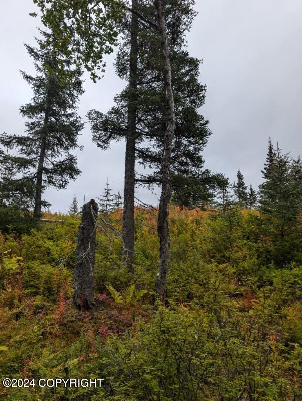 L2B4 Old Sterling Highway, Anchor Point, Alaska image 12