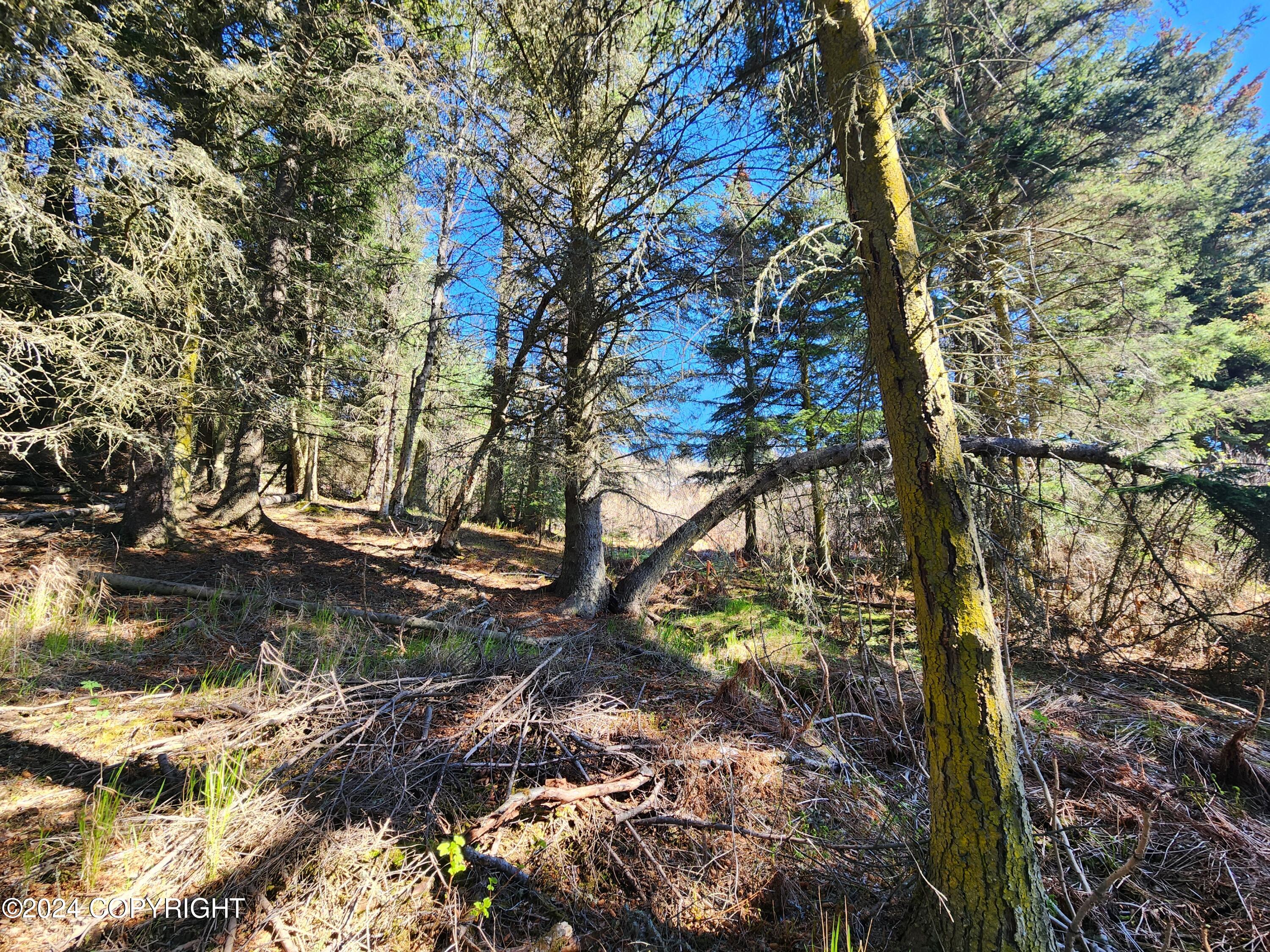 1742 Sterling Highway, Homer, Alaska image 5