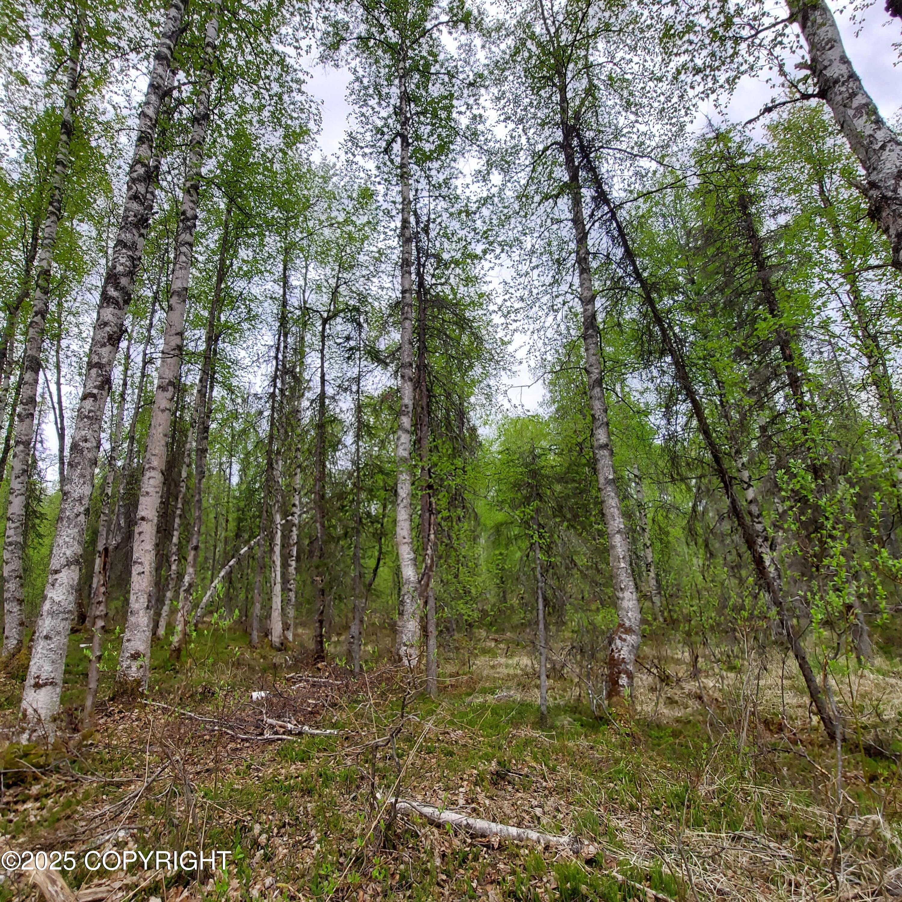 36534 S Long Branch Street, Talkeetna, Alaska image 16