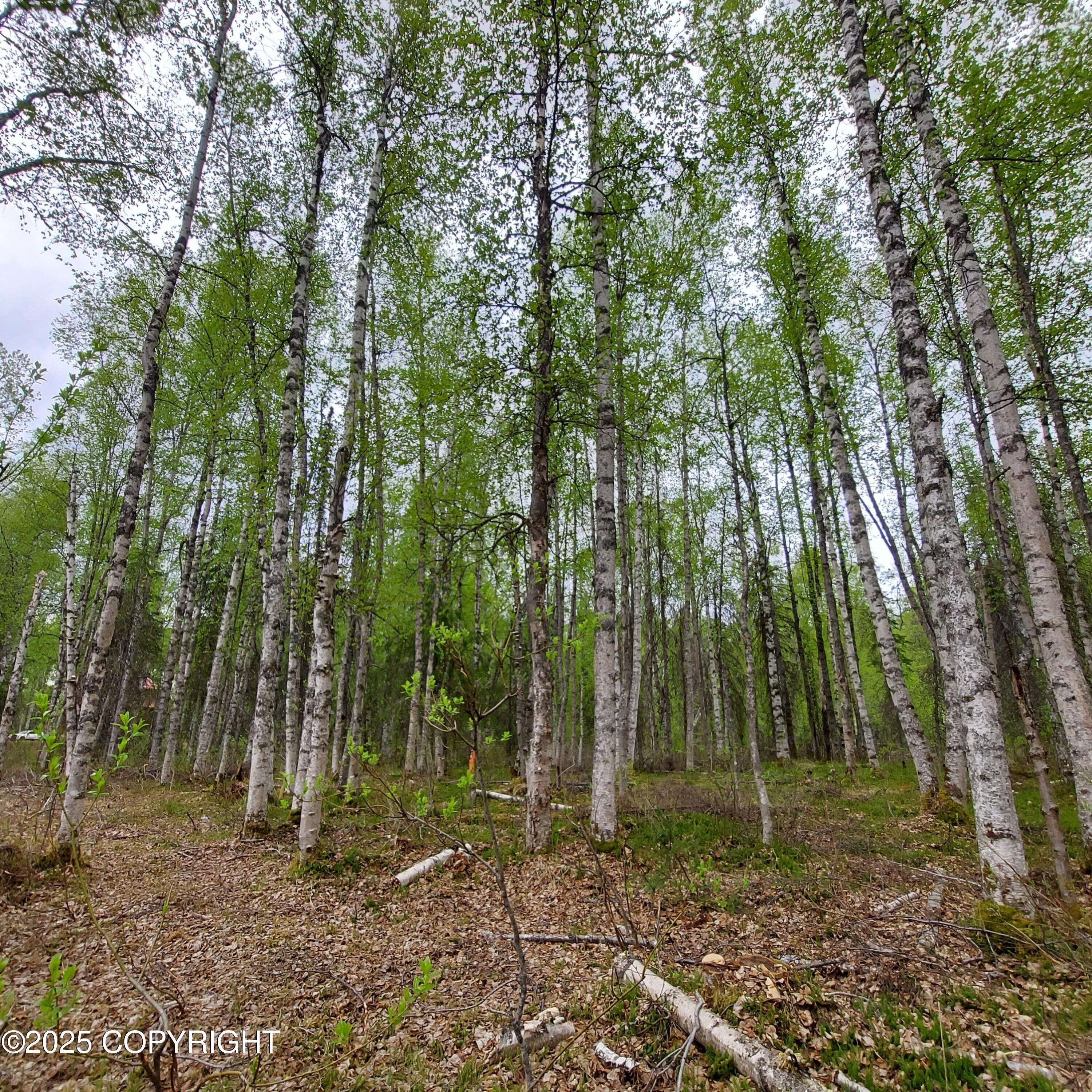 36534 S Long Branch Street, Talkeetna, Alaska image 15