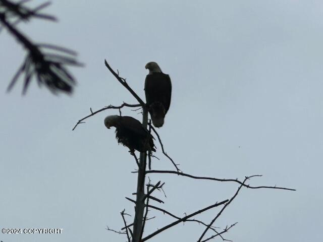 Homer, Alaska 99603, United States, ,Land,Active,54774