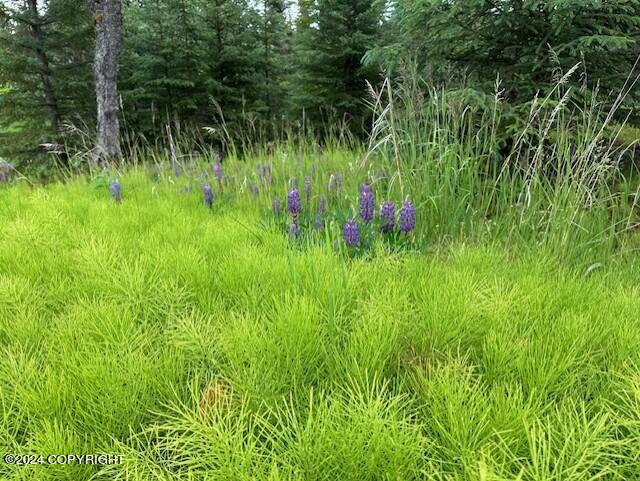 Homer, Alaska 99603, United States, ,Land,Active,54774