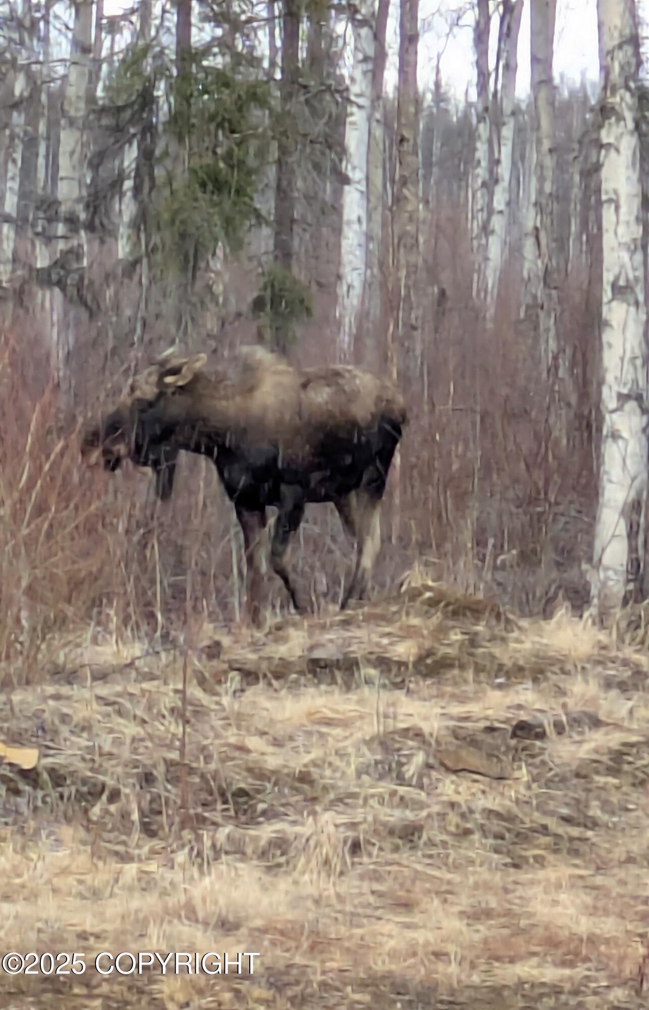 14617 N Crystal Lake Road, Willow, Alaska image 47