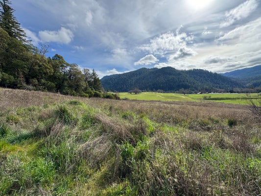 184 CHERRY TREE LN, SALYER, CA 95563 - Image 4e502432c820bfbbeeb5a16d4284db4e/639862611