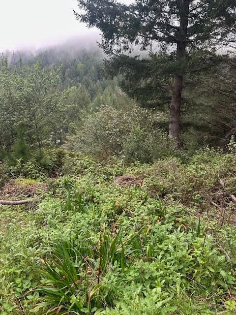 Photo of 233 Nob Hill Road, Whitethorn, CA 95589 (MLS # 271821)