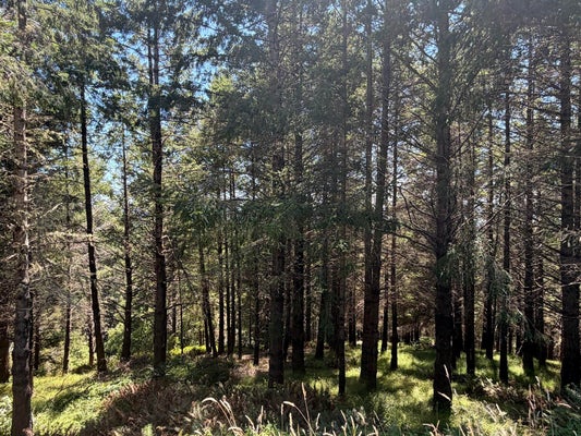 178 PARKVIEW RD, WHITETHORN, CA 95589 - Image e856c8fbb03eb001efcd852a94ddc5ed/1309549972