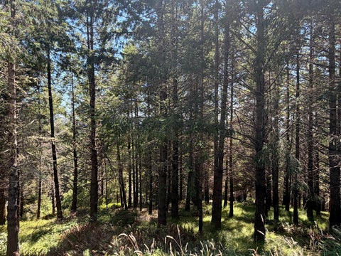 Photo of 178 Parkview Road, Shelter Cove, CA 95589 (MLS # 272992)