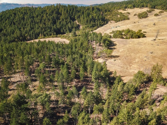 +/-80ACRE BLUFF CREEK ROAD, KETTENPOM, CA 95595 - Image ed876e0c881d657ce8e995ca25cfdadf/4019774857