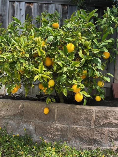 Encinitas, California 92024, United States, 3 Bedrooms Bedrooms, ,2 BathroomsBathrooms,Residential,Active,30806