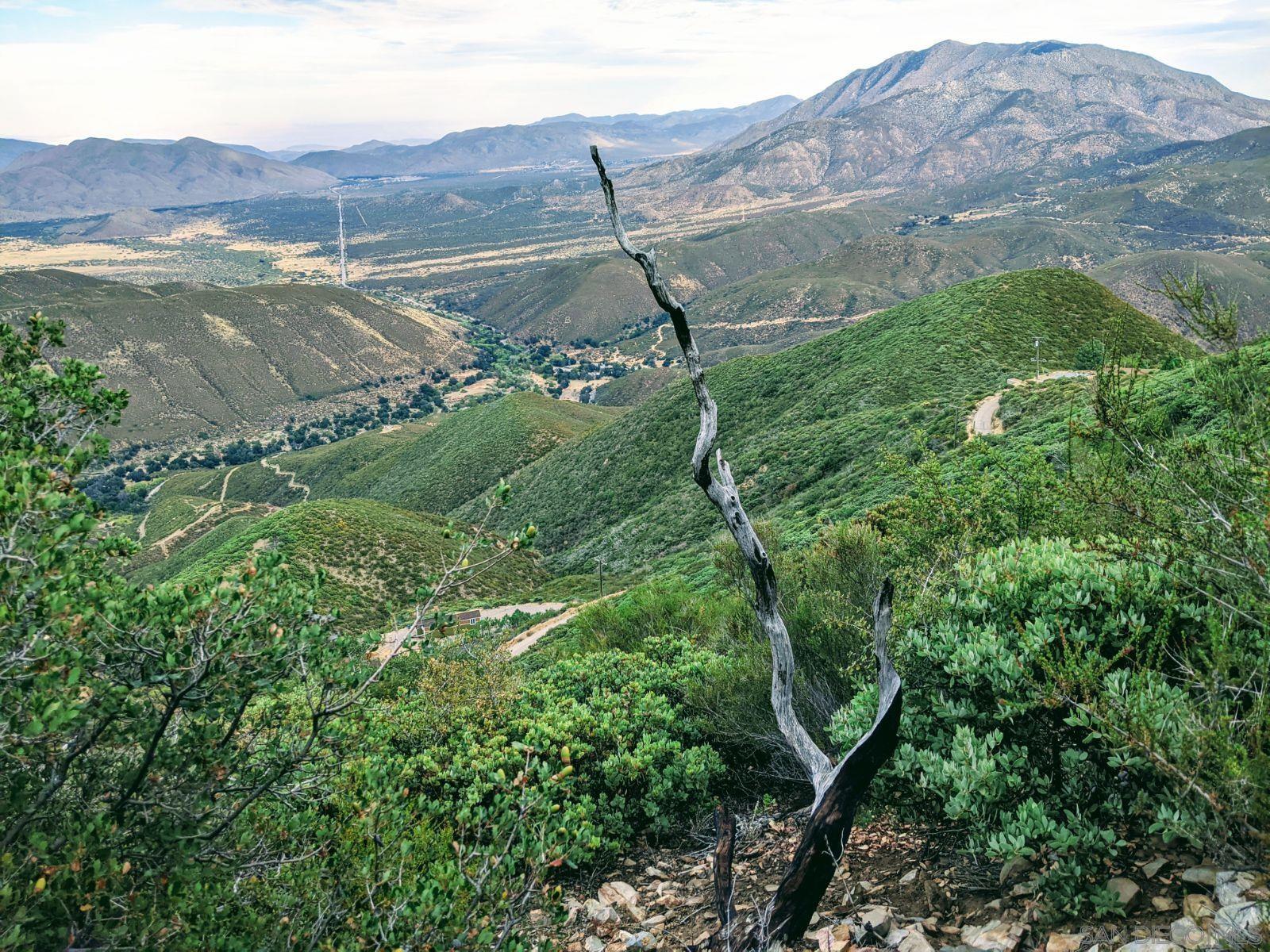 Manzanita