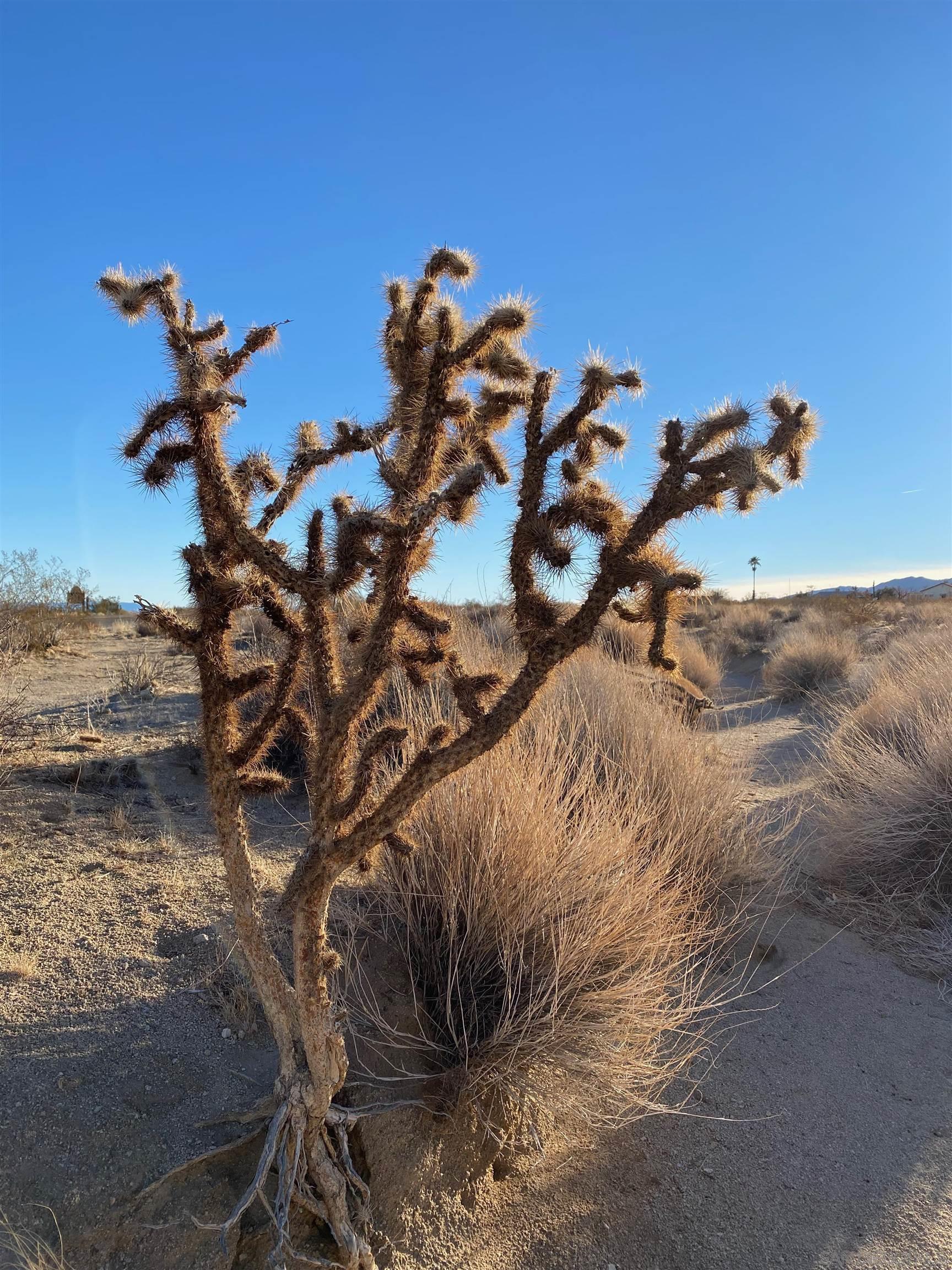 29 Palms HWY 1