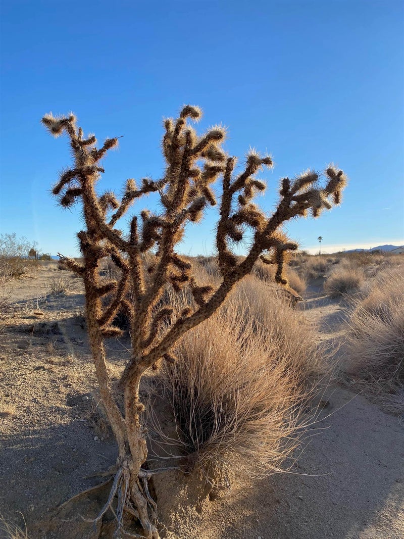 29 Palms HWY 1