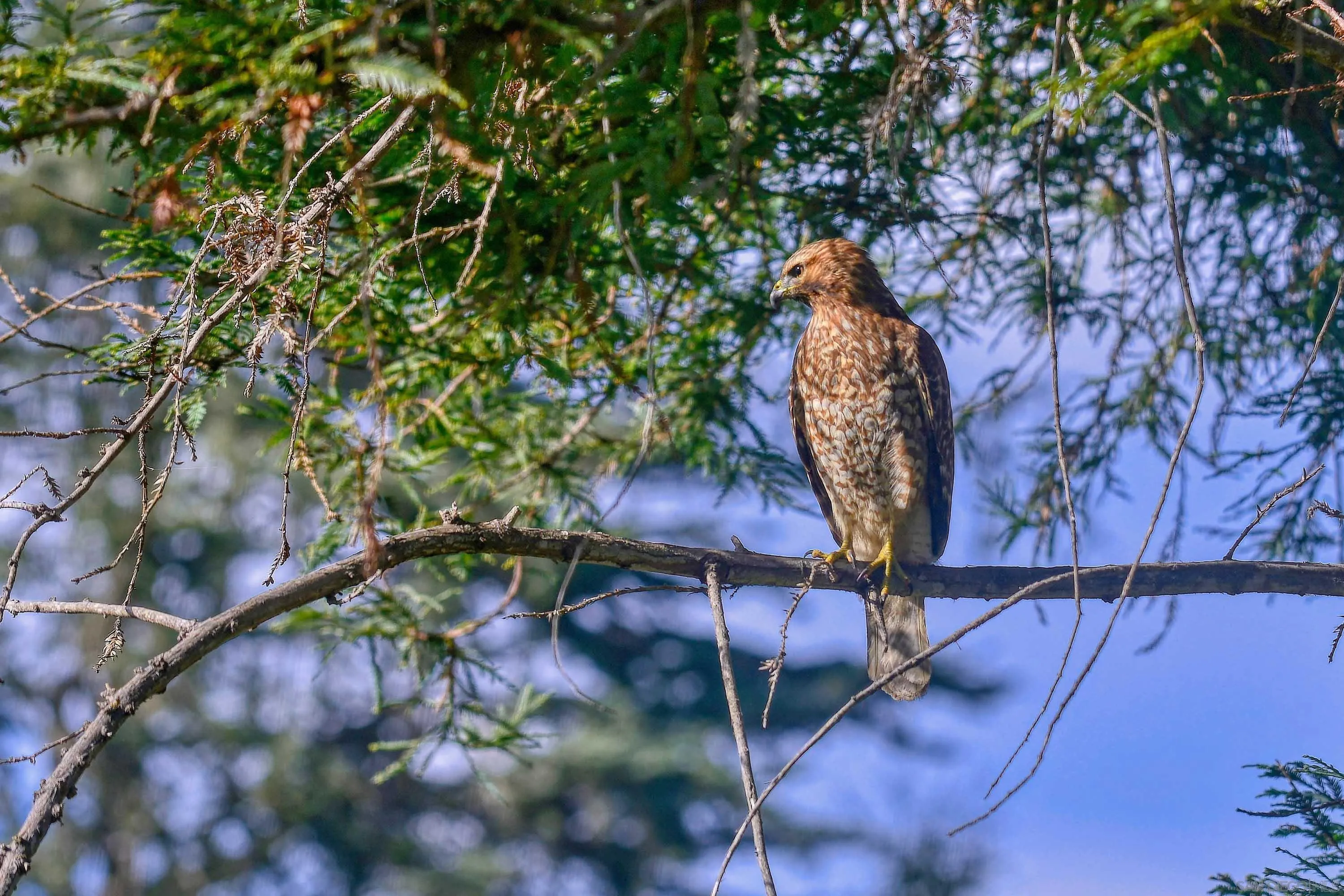 La Jolla, California 92037, United States, 4 Bedrooms Bedrooms, ,4 BathroomsBathrooms,Residential,Pending,29022