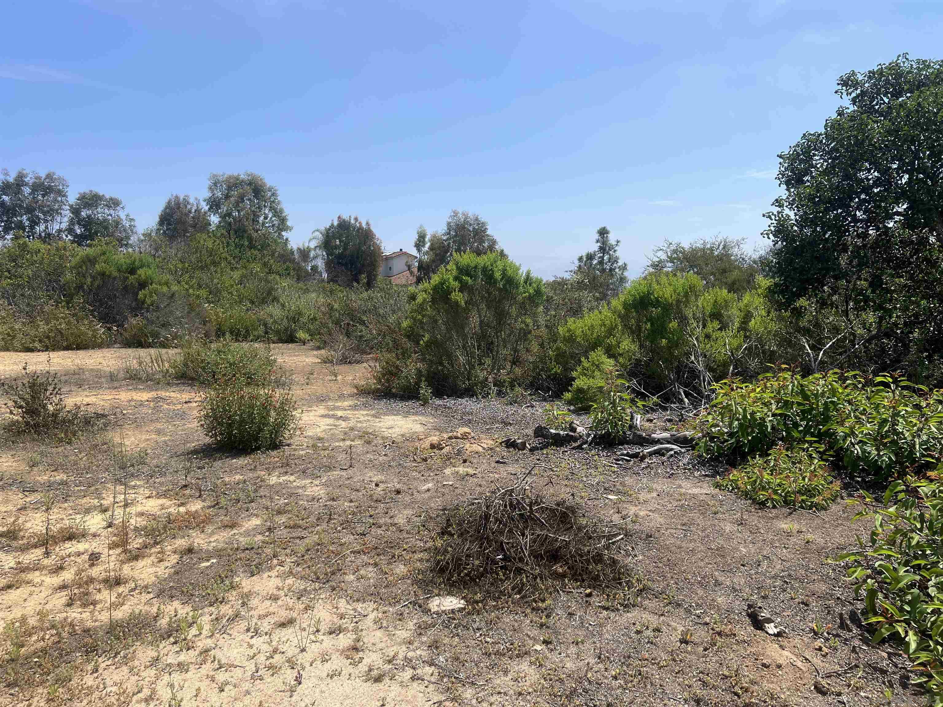 Washingtonia Dr
