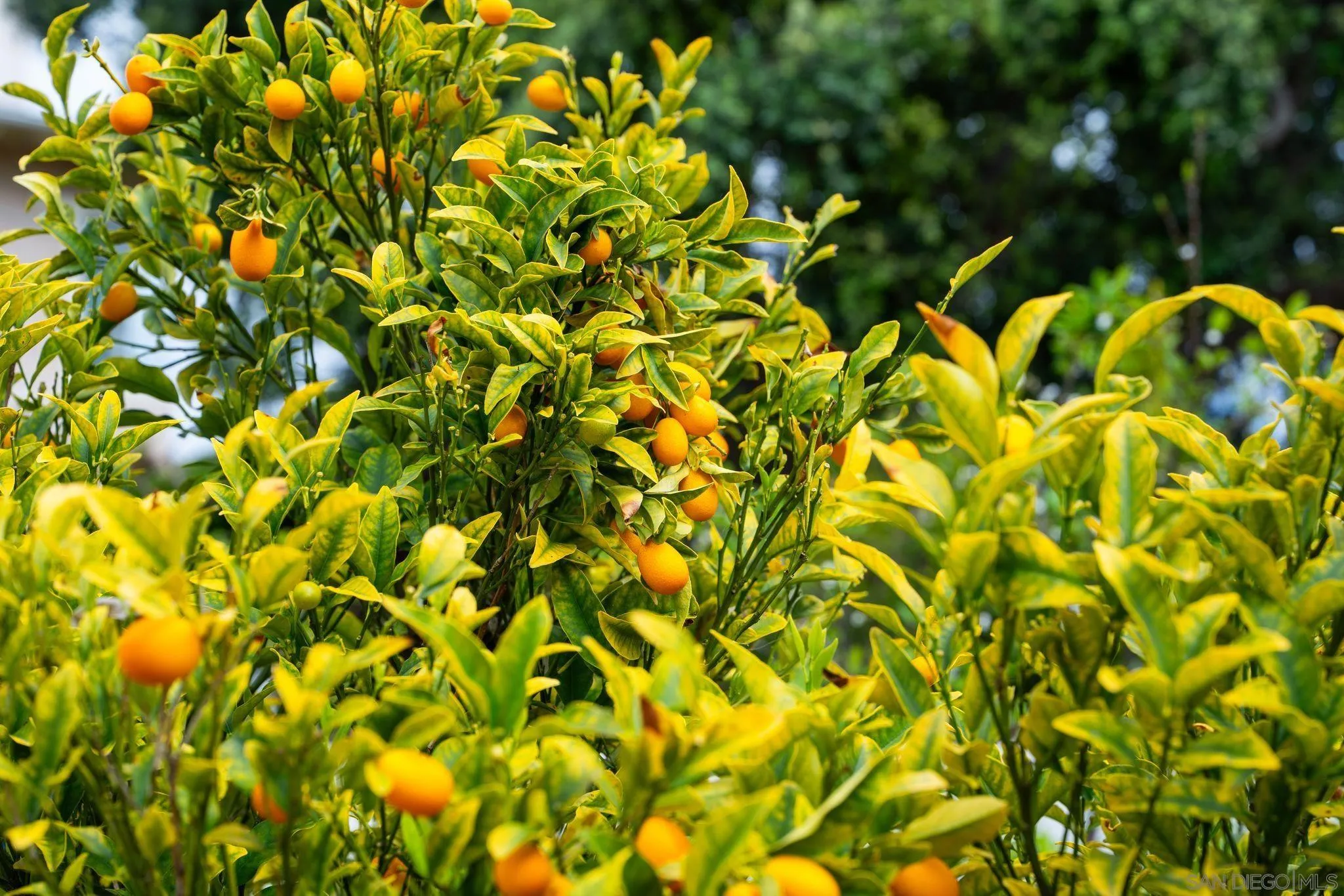 La Jolla, California 92037, United States, 5 Bedrooms Bedrooms, ,5 BathroomsBathrooms,Residential,Pending,161170