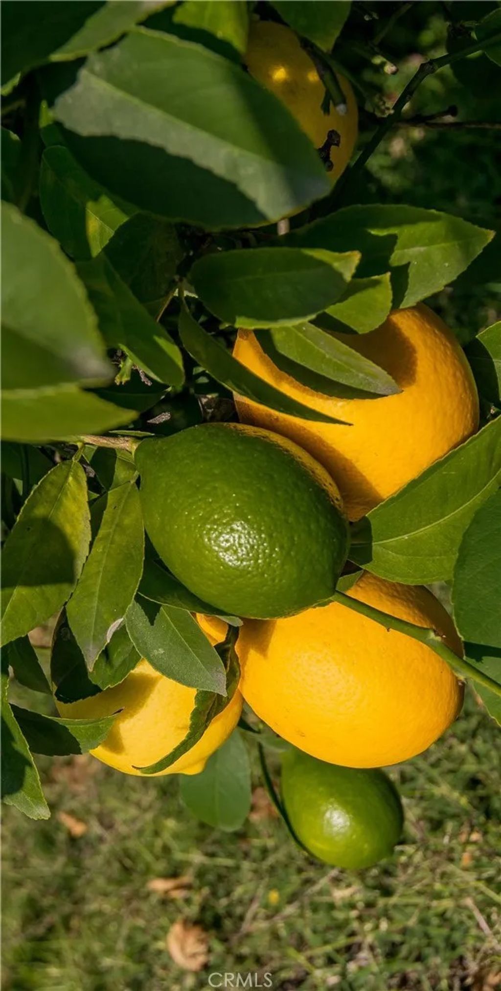 Photo of 2820 N Mount Curve Ave, Altadena, CA 91001 (MLS # AR26012715)