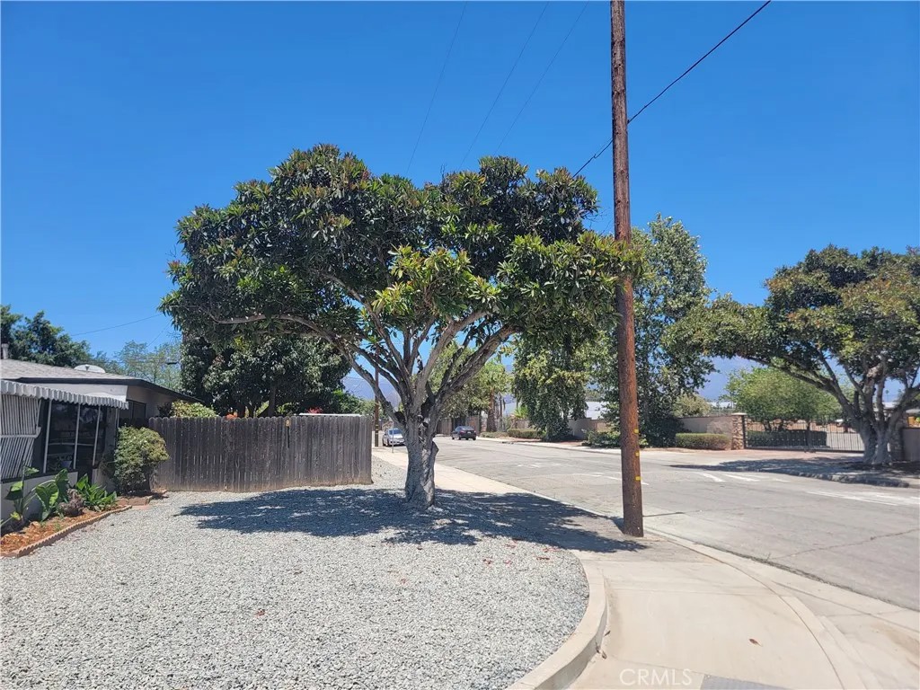295 E Grevillia
